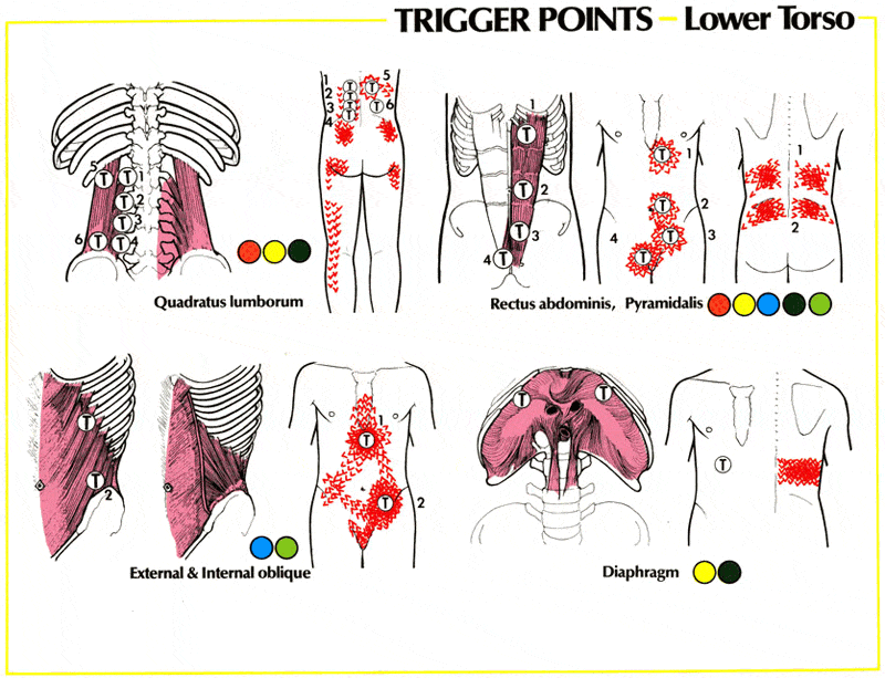 Lower Back Muscles Trigger Points Knots Trigger Points Trevor Chisman You Can Either Roll