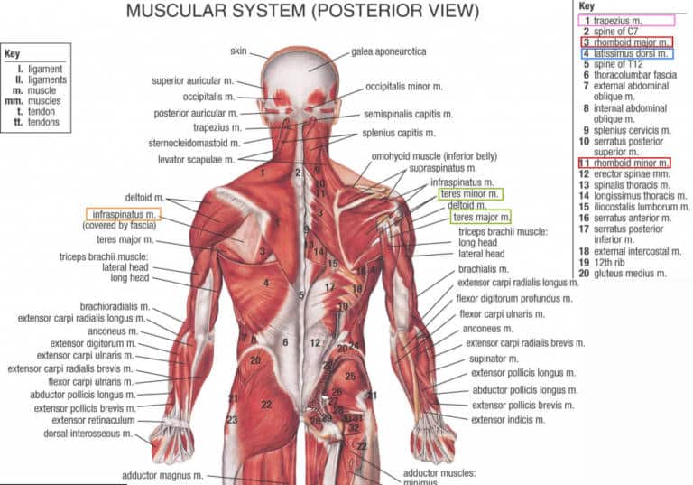diagram of muscular system posterior view